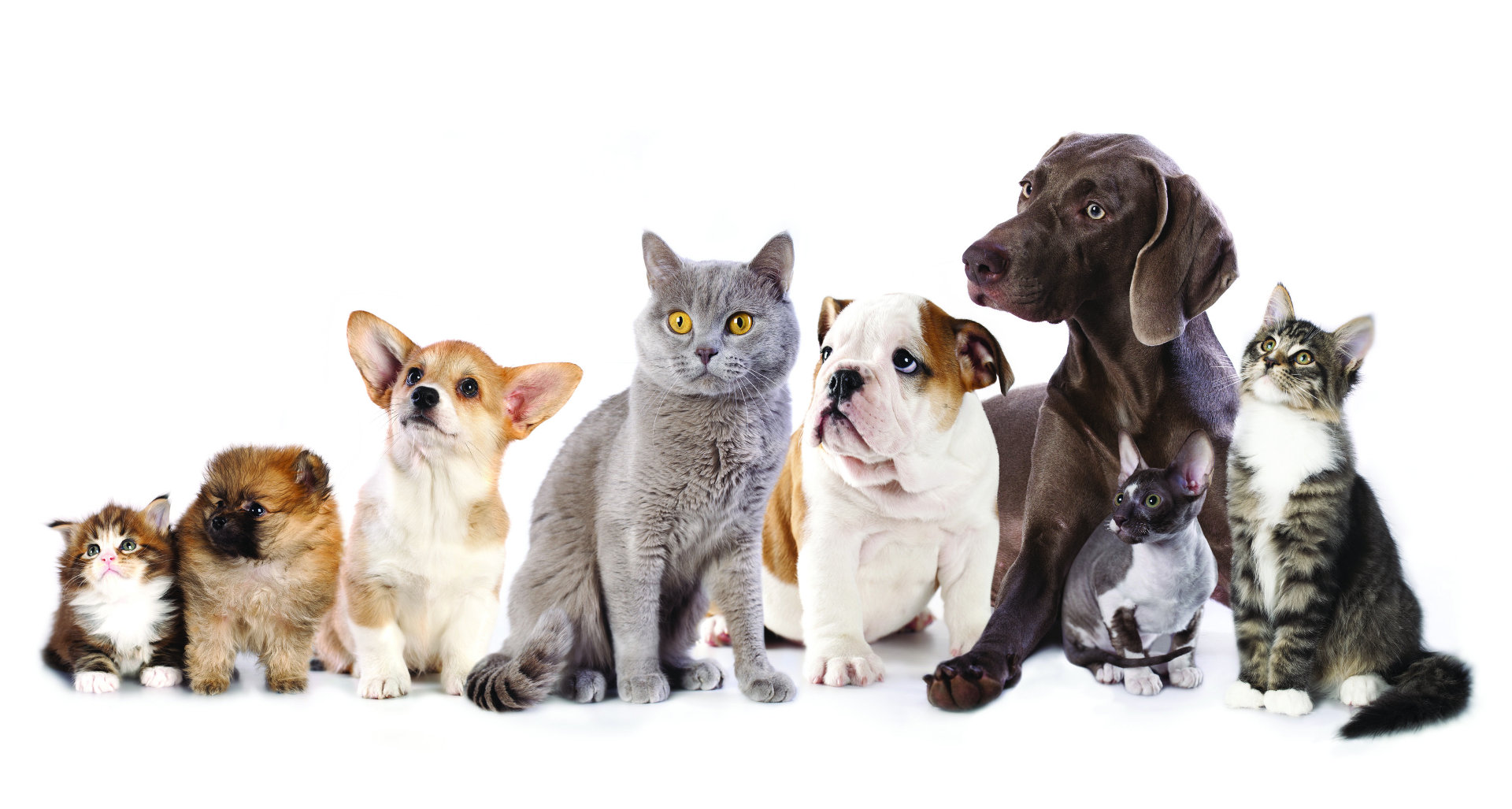 Royal-Canin Royal-Canin